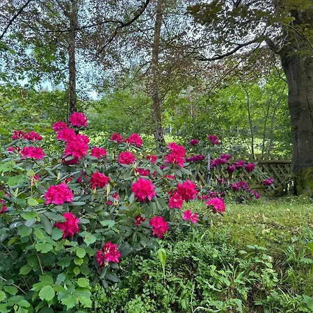 Auszeit Im Wald - Mit Schwimmbad! Апартаменты *